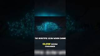 The beautiful glow worm chamber viralvideo mrbeast mrbeastshorts trending [upl. by Cacilia926]