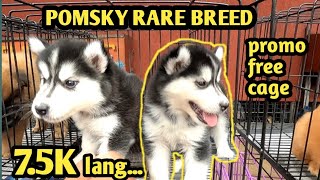 ARRANQUE YEAR END SALE RARE BREED POMSKY BIHIRA SA MARKET  PROMO FREE CAGE Ep37 ynad1981 [upl. by Sholom]