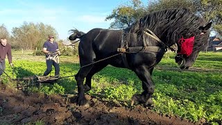 🎬🖥PERCHERON 🔥ФАРАОН🔥 спогади про нелегку працю🚜🍂💪🖐 [upl. by Aicercul143]