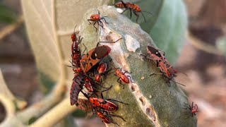 Insects mating and anothers build home [upl. by Amsed]