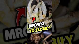 Mrówki zrobiły Palmę xD [upl. by Link588]