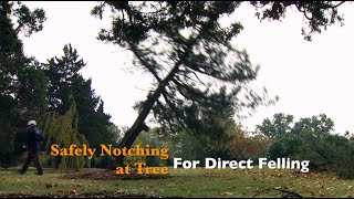 How to Safely Notch a Tree for Direct Felling [upl. by Kovacs]