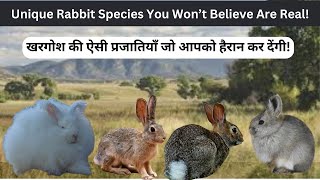 Rabbit Species  Cute Rabbit Breeds  Unique Rabbit Species  Wild Rabbit Facts [upl. by Sussna752]