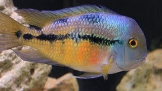 American Cichlid Species  Hypsophrys nicaraguensis quotNicaraguan Cichlidquot Female [upl. by Zebada765]