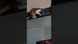 Minii tinni ko chuho se khelna psnd h👻 cat funny viralvideo viralreels viralshorts [upl. by Notluf253]