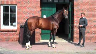 Comte  Hanoverian Stallionn by Contendro I [upl. by Aisined]