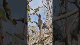 An agitated and vocal green heron in Lee County Florida [upl. by Ilsa730]