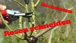 Rosen schneiden an einem Hochstamm [upl. by Ynoep430]