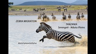 Great Migration  Hundreds of zebras running in a lake [upl. by Anert560]