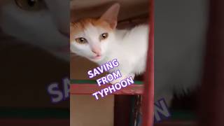 SAVING CATS FROM TYPHOON [upl. by Reddy]