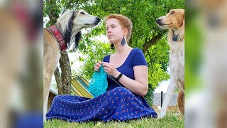 Knitting with dogs shorts [upl. by Upshaw285]