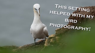 Apparently this automatic setting will help with my bird photography Bempton Cliffs [upl. by Anaib]