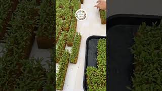 polyhouse farmingtechniques plants organicforming flowers viralshort vlog video trending [upl. by Braden]