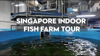 Singapore Indoor Fish Farm Tour  Blue Ocean Aquaculture Technology BOAT [upl. by Noy]