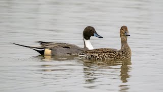 5 January 2023 Slimbridge [upl. by Earehc]