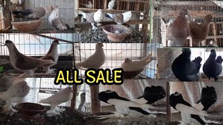 all fancy pigeon for sale in kolkata pigeon kabutar petloverishan9112 [upl. by Gimpel]