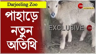 Darjeeling Zoo Update পাহাড়ে নতুন অতিথি বিলুপ্তপ্রায় গোরাল শাবকের জন্ম হল কার্শিয়ঙে  Goral [upl. by Angelo274]