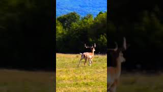 Cervidae DEER Evolutiva [upl. by Nathanael]