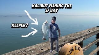 Late Summer Halibut Fishing in the SF Bay [upl. by Ronna]