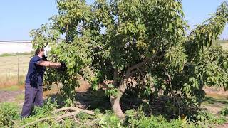 Pruing White Sapote Tree Casimiroa edulis  Exotic Fruit Tree Care  Mexican Apple [upl. by Melinde]