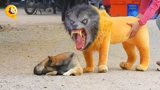 Troll Prank Dog Funny amp fake Lion and Fake Tiger Prank To dog amp Huge Box Prank to dog [upl. by Notniuqal]