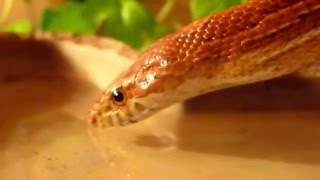 Corn Snake Drinking Water [upl. by Chevalier]