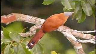 Globo reporter As vozes e as cores da Amazonia [upl. by Eerak]