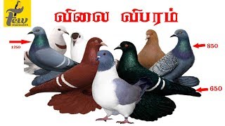 fancy pigeon price list in india  All fancy pigeon price in 2019 [upl. by Irak481]