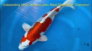 VHQ Okawa Kujaku Nisai 50cm [upl. by Haeckel]