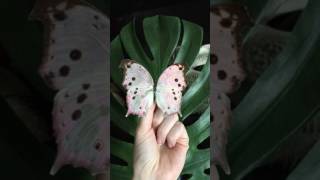 Forest Mother of Pearl Butterfly [upl. by Annaeerb]