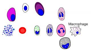 Blood cell production in the bone marrow hematopoiesis animation [upl. by Edras]