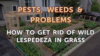 How to Get Rid of Wild Lespedeza in Grass [upl. by Enamrahs]