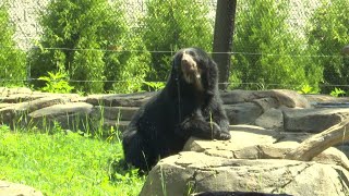 Up close and personal with the Andean bear at the Potawatomi Zoo [upl. by Erena]