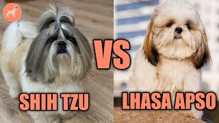 Shih Tzu vs Lhasa Apso Can You Spot the Difference [upl. by Fatimah]