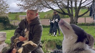 Grooming two border collies [upl. by Ayita]