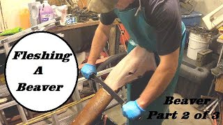 Fleshing A Beaver  How To Guide  Part 2 of 3 [upl. by Humfrid380]