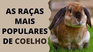 Conheça As Raças Mais Populares de Coelho [upl. by Elirpa784]