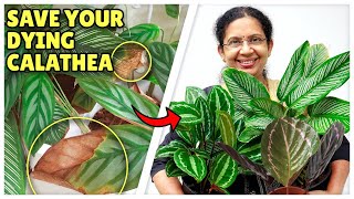 Save Your Dying Calatheas  Calathea Issues amp Solutions  Tips for healthy Calathea [upl. by Odlaumor]