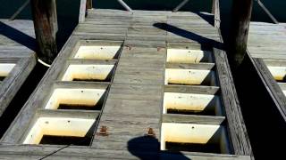 Oyster Aquaculture Equipment Floating Upweller [upl. by Cutcheon]