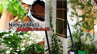 How to grow Nithya Malli Tips to grow Nithya Malli  Bamboo Trellis flowering plant Tamil [upl. by Xever]