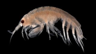 Facts Amphipods [upl. by Romonda]