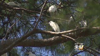 Flocks Of Egrets Invade Arlington Neighborhood [upl. by Aseral]