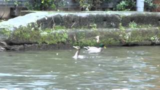 The Castlefield Cormorant [upl. by Ormiston965]