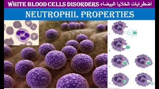 Lecture 11 Neutrophil Properties [upl. by Ayotna]