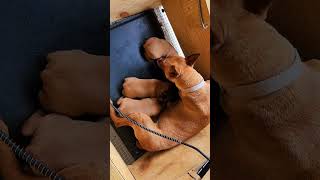 2 Red Male Miniature Pinscher puppies 5  12  2023 [upl. by Lauder]