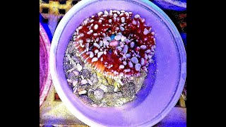 Growing Mushroom Corals Red St Thomas OG Bounce Red Discosoma Ricordea Corallimorph [upl. by Gathers59]