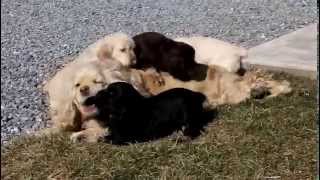 Cocker Spaniel Puppies For Sale [upl. by Iney]