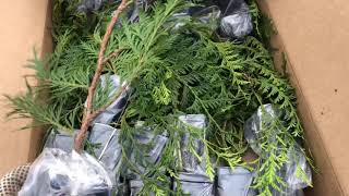 Planting Thuja Green Giant Arborvitaes Video 1 [upl. by Ecurb]