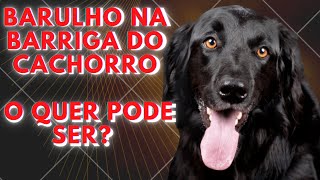 Barulho na barriga do cachorro O quer pode ser [upl. by Sawyor]