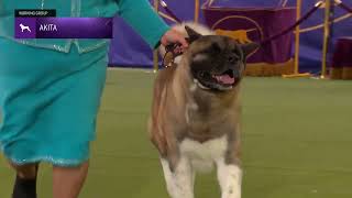 Akitas  Breed Judging 2024 [upl. by Kling]